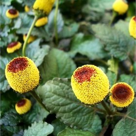 Acmella oleracea / Paracress / Toothache Plant / Palvali Poondu / Sichuan Buttons seeds for growing - 30 seeds