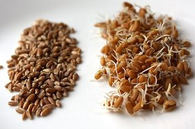 Sprouted grains