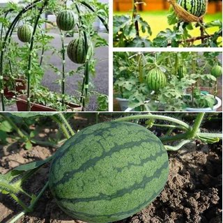Buy ENORME Fruit Bonsai 500Pcs Seed Super Giant WaterMelon Perfume Bonsai  WaterMelon Fruit, Edible WaterMelon Online @ ₹299 from ShopClues