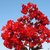 Exotic Red Rocket Crape Myrtle Dwarf Lagerstroemia Red Flowering Shrubs Kalmi Plant