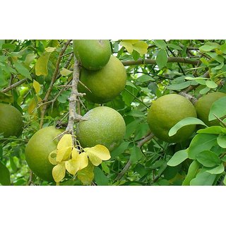Buy Modern Plants Live Bel Patra/Bel Tree/Bilva Patra/Bael/Bel Pathar ...