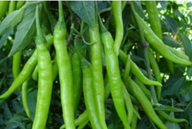 R-DRoz Chilli Premium Vegetables Seeds