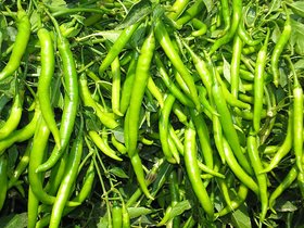 R-DRoz Chilli Plus Quality Seeds For Kitchen Garden