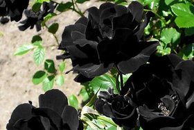 Real Black Rose Imported Variety Live Plant FREE DELIVERY + LIMITED STOCK