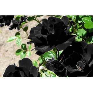                       Real Black Rose Imported Variety Live Plant FREE DELIVERY + LIMITED STOCK                                              