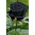 Real Black Rose Imported Variety Live Plant FREE DELIVERY + LIMITED STOCK