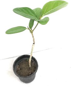 Banyan Tree , Bargad, Banyan Live Plant, Indian Banyan, Ficus benghalensis Live Plant