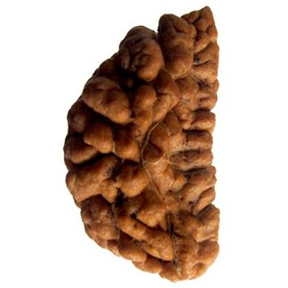                       Original certified 1 mukhi rudraksha beads for men and women                                              