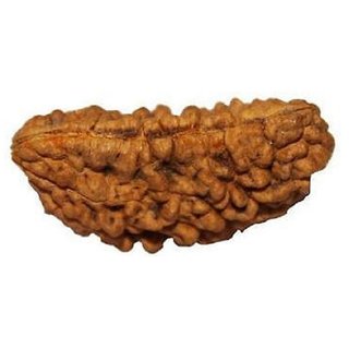                       1 Mukhi Rudraksha Beads Natural Certified For Men And Women                                              