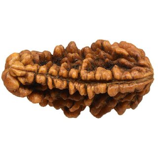 100% Original Rudraksha 1 Mukhi Beads Natural 1 Face for men and women 100% Original Rudraksha 1 Mukhi Beads Natural 1 Face for men and women