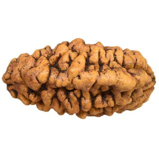                       1 Mukhi rudraksha beads natural and certified for men and women                                              