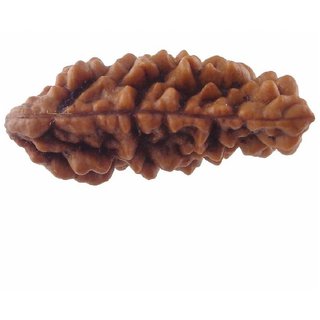                       100% Original Rudraksha 1 Mukhi Beads Natural 1 Face for men and women                                              
