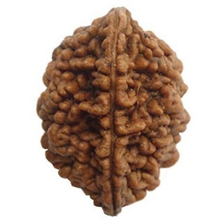 Original Certified 1 Mukhi Rudraksha Beads For Men And Women Original Certified 1 Mukhi Rudraksha Beads For Men And Women
