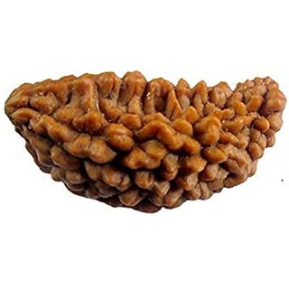 1 Mukhi rudraksha beads natural and certified for men and women 1 Mukhi rudraksha beads natural and certified for men and women