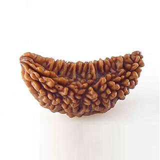                       Certified natural 1 mukhi / face rudraksha beads for girls and boys                                              