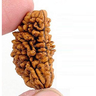                       1 Mukhi natural rudraksha beads for boys and girls                                              