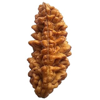                       Certified Natural 1 Mukhi Face Rudraksha Beads For Girls And Boys                                              