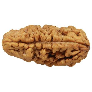                       1 Mukhi rudraksha beads natural certified for men and women                                              