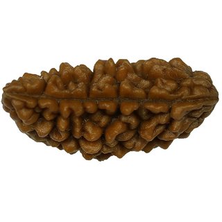                       100 Original Rudraksha 1 Mukhi Beads Natural 1 Face for men and women                                              