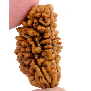 Original certified 1 mukhi rudraksha beads for men and women Original certified 1 mukhi rudraksha beads for men and women
