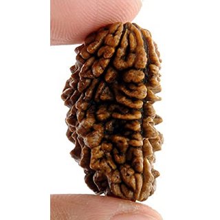                       100 natural 1 Mukhi rudraksha beads for boys and girls                                              