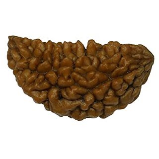                       1 Mukhi rudraksha beads natural and certified for men and women                                              