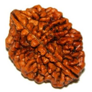 1 Mukhi rudraksha beads natural certified for men and women 1 Mukhi rudraksha beads natural certified for men and women