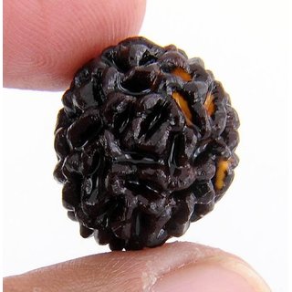 1 Mukhi natural rudraksha beads for boys and girls 1 Mukhi natural rudraksha beads for boys and girls