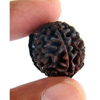 Original 1 Mukhi rudraksha beads for men and women Original 1 Mukhi rudraksha beads for men and women
