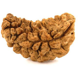                       100% Original Rudraksha 1 Mukhi Beads Natural 1 Face for men and women                                              