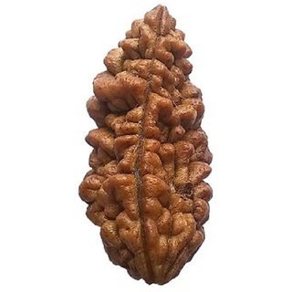 Original certified 1 mukhi rudraksha beads for men and women Original certified 1 mukhi rudraksha beads for men and women