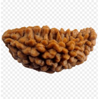 1 Mukhi rudraksha beads natural and certified for men and women 1 Mukhi rudraksha beads natural and certified for men and women