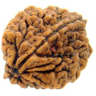 Certified natural 1 mukhi / face rudraksha beads for girls and boys Certified natural 1 mukhi / face rudraksha beads for girls and boys
