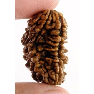 1 Mukhi natural rudraksha beads for boys and girls 1 Mukhi natural rudraksha beads for boys and girls
