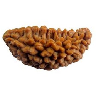                       Original 1 Mukhi rudraksha beads for men and women                                              