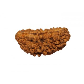                       100% Original Rudraksha 1 Mukhi Beads Natural 1 Face for men and women                                              