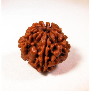 1 Mukhi rudraksha beads natural certified beads for girls and boys 1 Mukhi rudraksha beads natural certified beads for girls and boys
