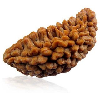 Original certified 1 mukhi rudraksha beads for men and women Original certified 1 mukhi rudraksha beads for men and women
