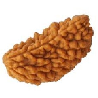 100 natural 1 Mukhi rudraksha beads for boys and girls 100 natural 1 Mukhi rudraksha beads for boys and girls