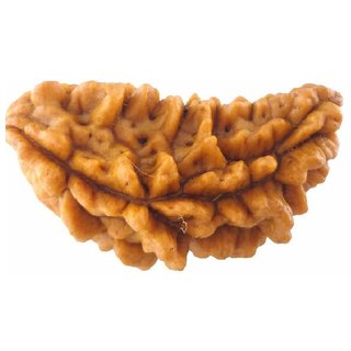 Certified natural 1 mukhi / face rudraksha beads for girls and boys Certified natural 1 mukhi / face rudraksha beads for girls and boys