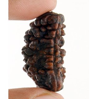 Original certified 1 mukhi rudraksha beads for men and women Original certified 1 mukhi rudraksha beads for men and women