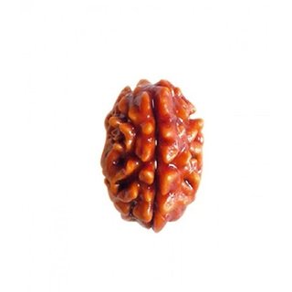                       1 Mukhi rudraksha beads natural and certified for men and women                                              