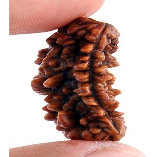                       100 natural 1 Mukhi rudraksha beads for boys and girls                                              