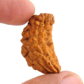                       Certified natural 1 mukhi / face rudraksha beads for girls and boys                                              