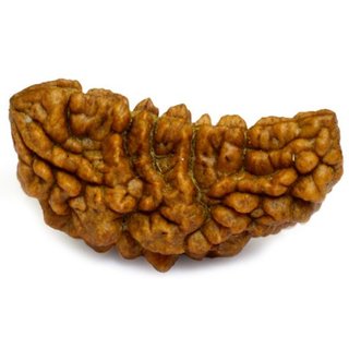                       Certified natural 1 mukhi / face rudraksha beads for girls and boys                                              