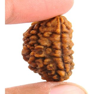 1 Mukhi rudraksha beads natural certified for men and women 1 Mukhi rudraksha beads natural certified for men and women