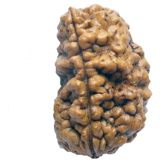 100 Original Rudraksha 1 Mukhi Beads Natural 1 Face for men and women 100 Original Rudraksha 1 Mukhi Beads Natural 1 Face for men and women