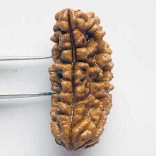                       100 Original Rudraksha 1 Mukhi Beads Natural 1 Face for men and women                                              