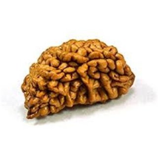 100% natural 1 Mukhi rudraksha beads for boys and girls