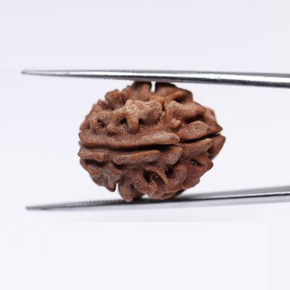                       100 natural 1 Mukhi rudraksha beads for boys and girls                                              